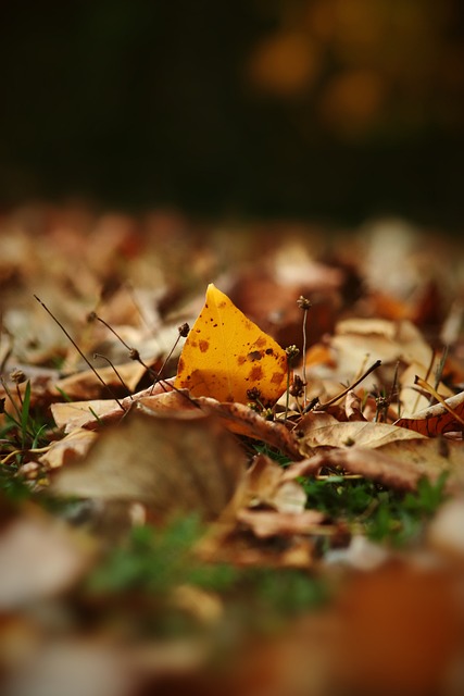 贝恩本场得到37分，并列NBA杯淘汰赛历史第三高分